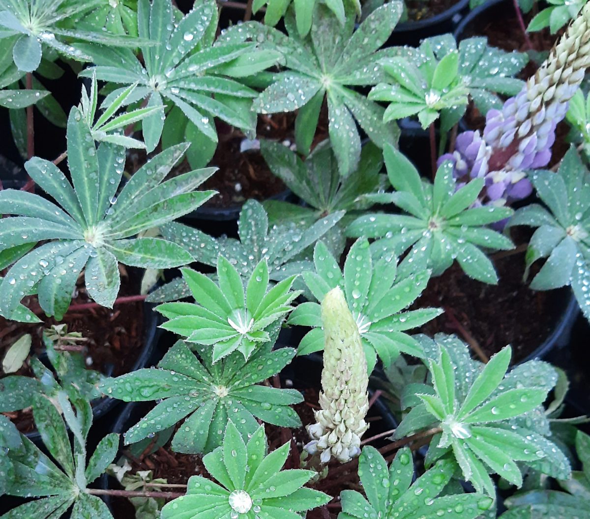 Lupinus Staircase Blue b