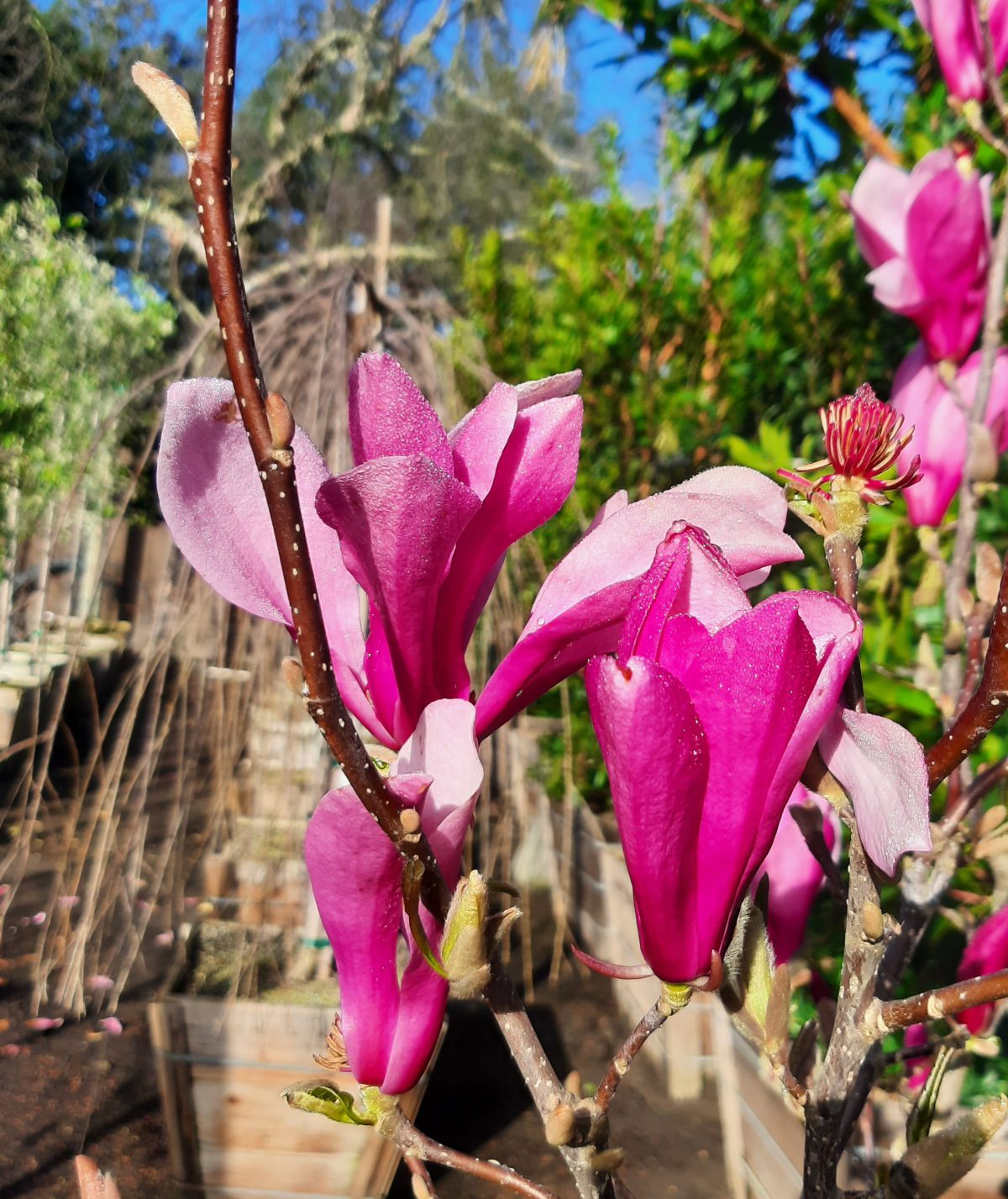 Magnolia The Girls Ann b