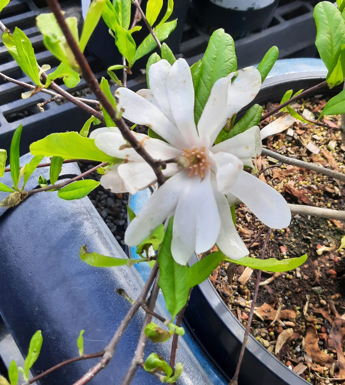 Magnolia stellata Rosea a