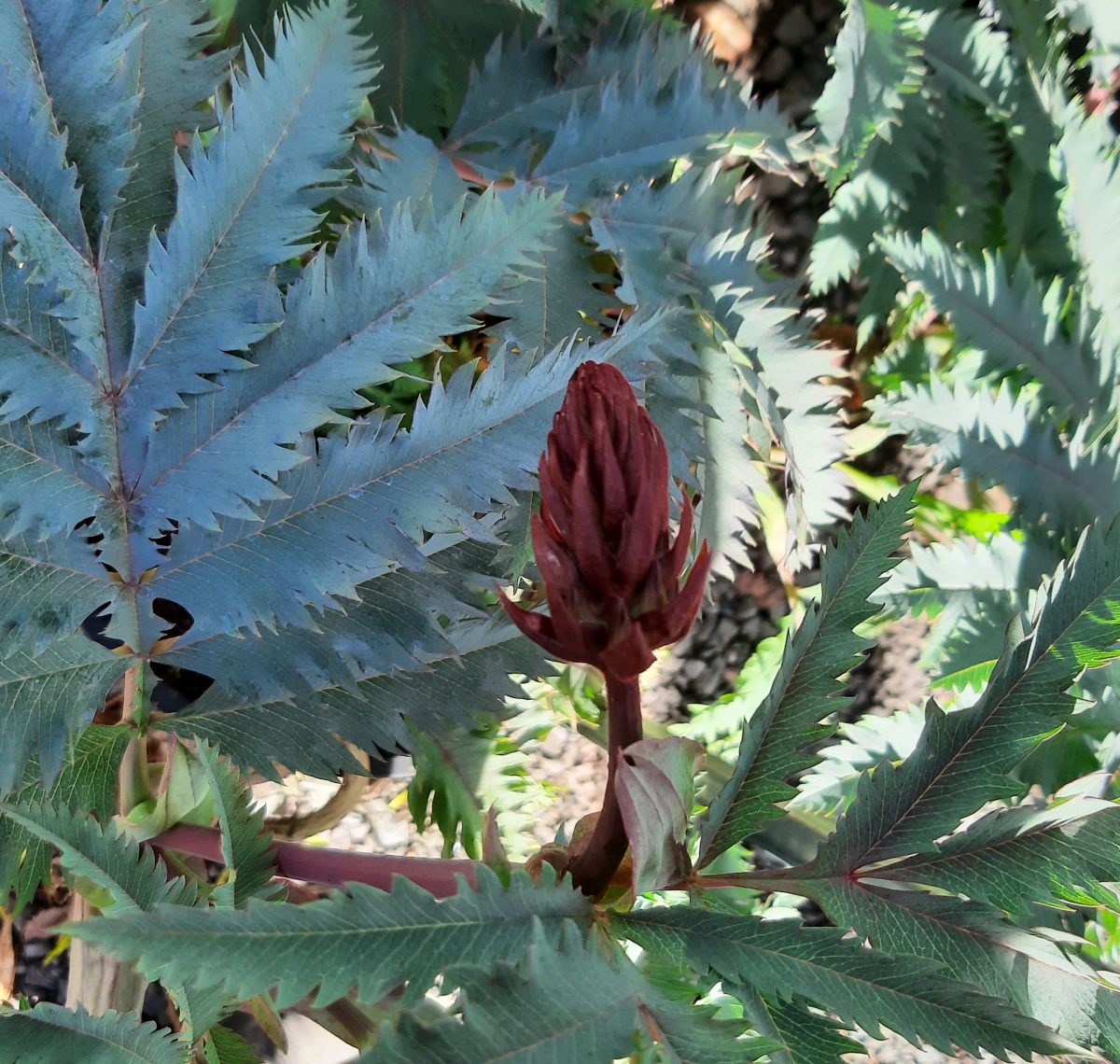 Melianthus major Purple Haze a