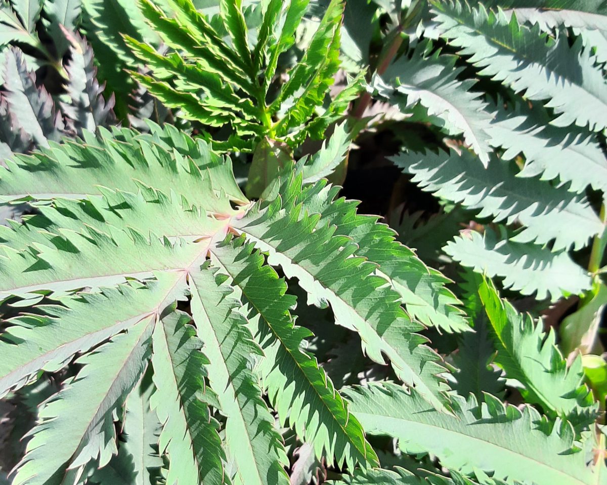 Melianthus major Purple Haze b