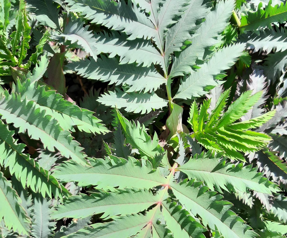 Melianthus major Purple Haze c