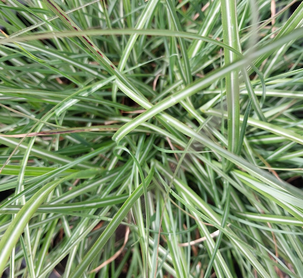 Miscanthus sinensis Adagio b scaled