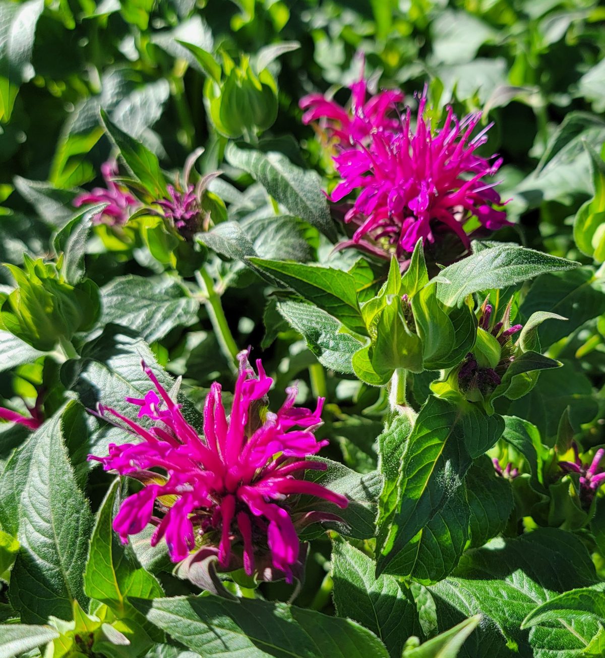 Monarda didyma Balmy Purple a