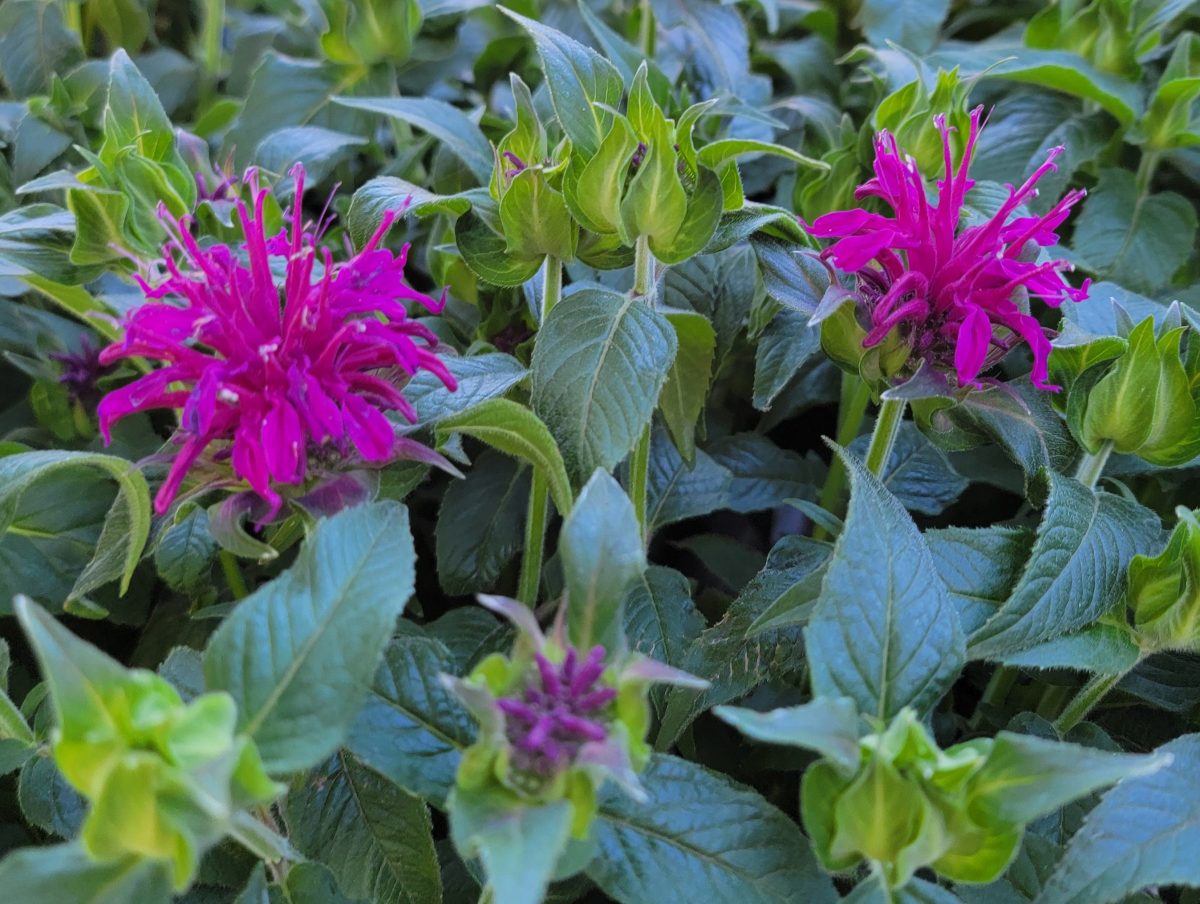 Monarda didyma Balmy Purple b scaled