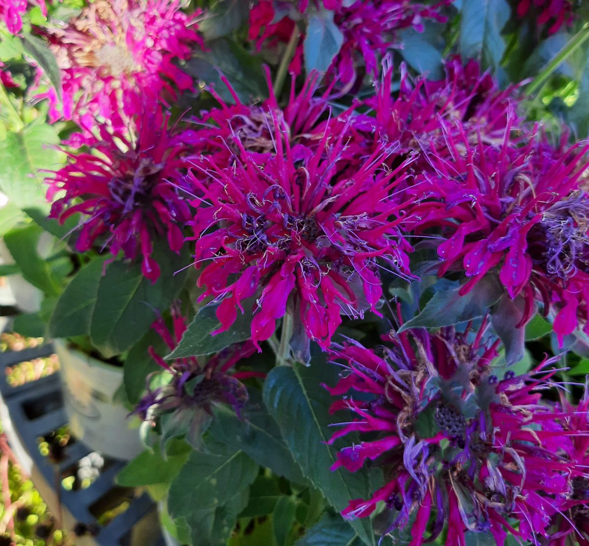 Monarda didyma Balmy Purple c scaled