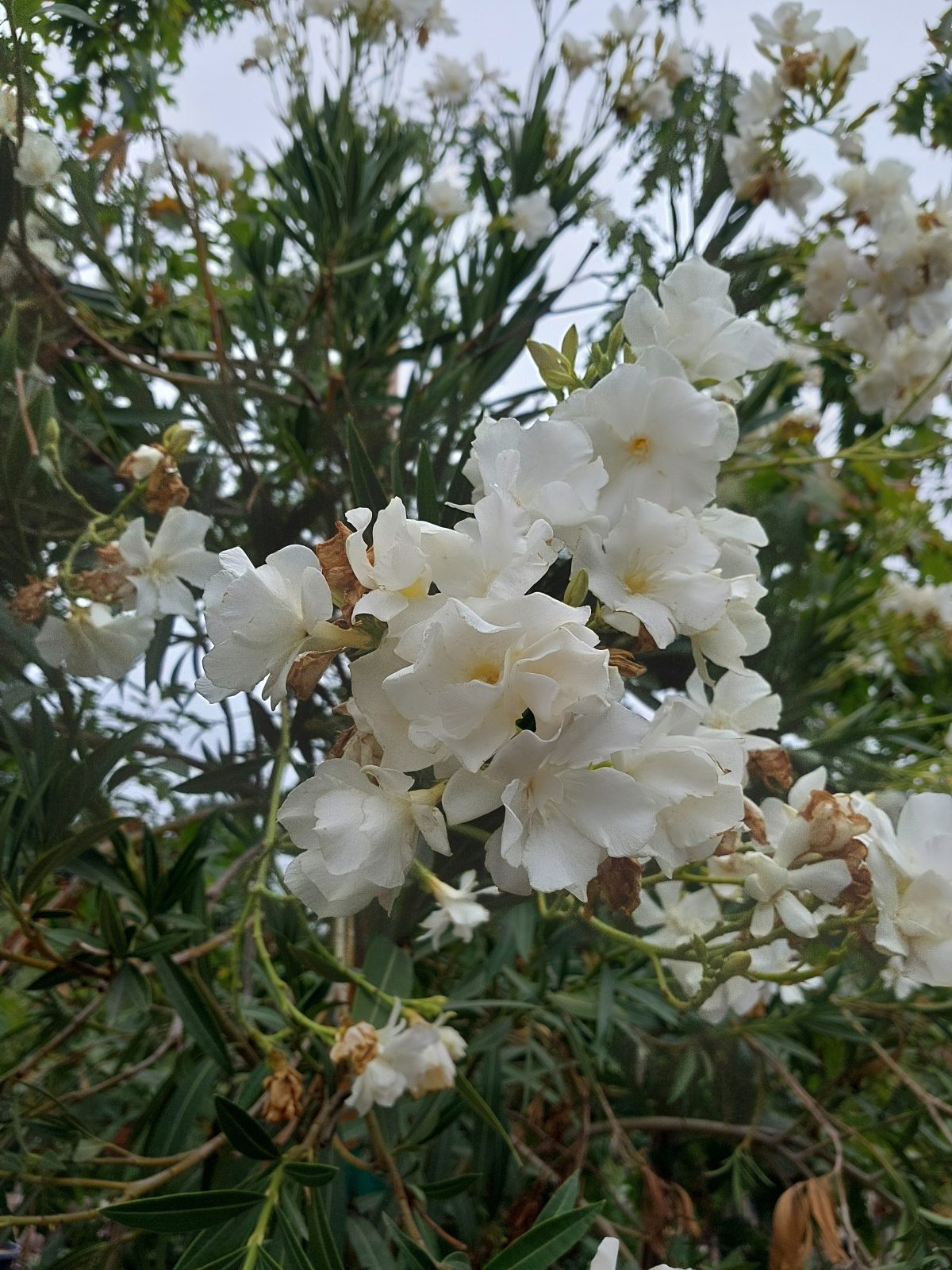 Nerium oleander Sister Agnes a scaled