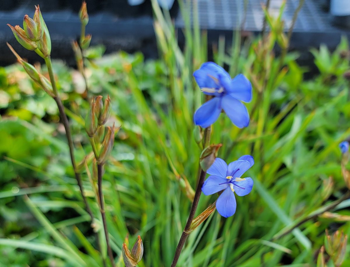 Orthrosanthus chimboracensis v. centroamericanus b