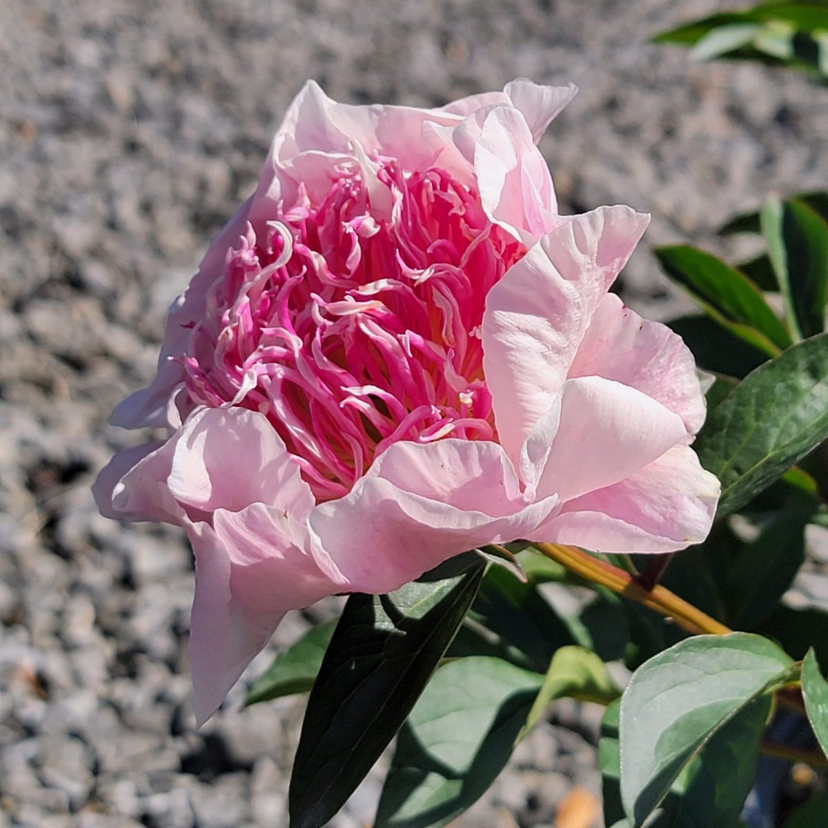 Paeonia lactiflora Do Tell b scaled