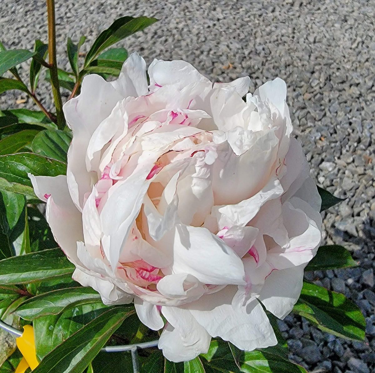 Paeonia lactiflora Shirley Temple a