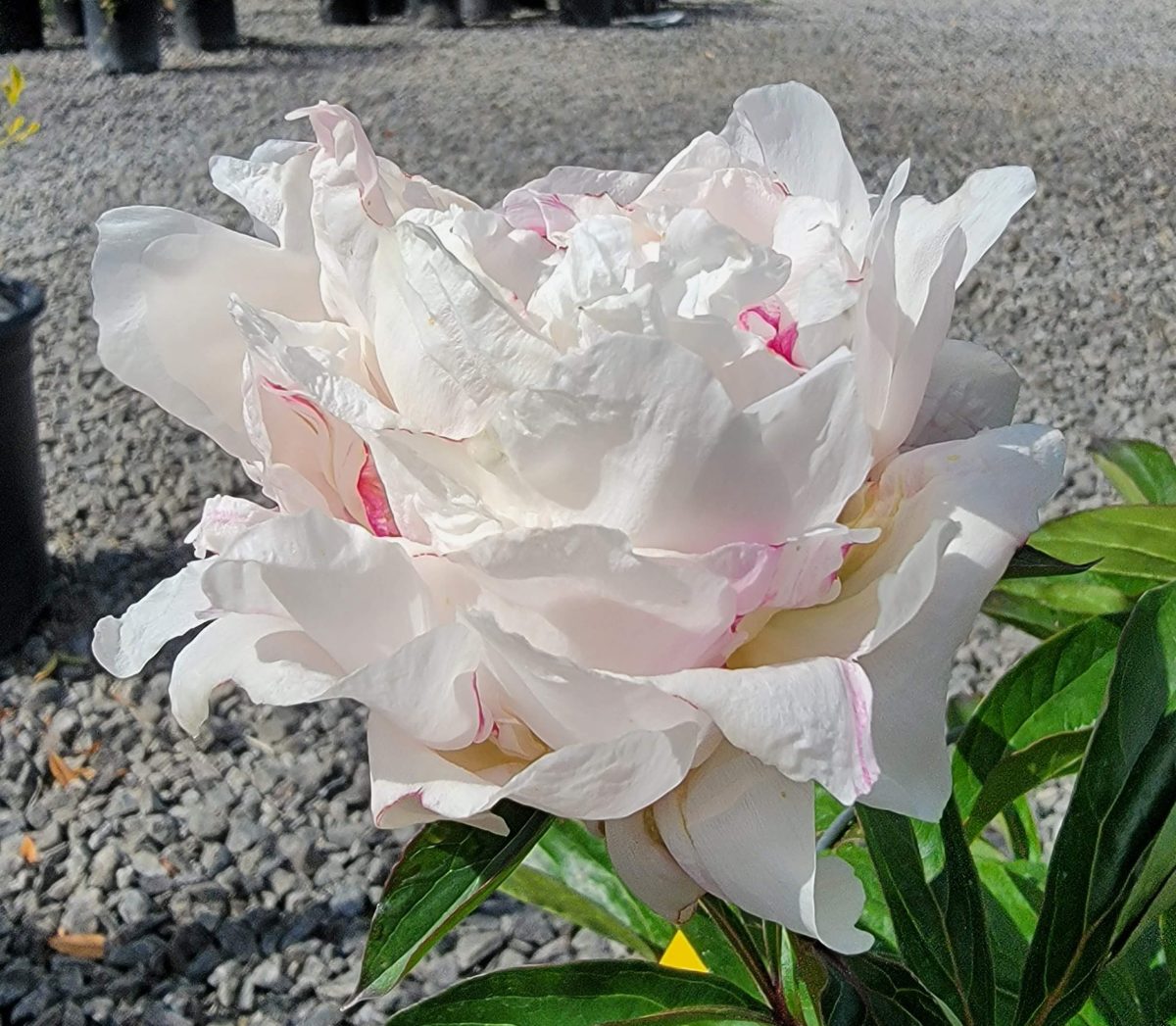 Paeonia lactiflora Shirley Temple b