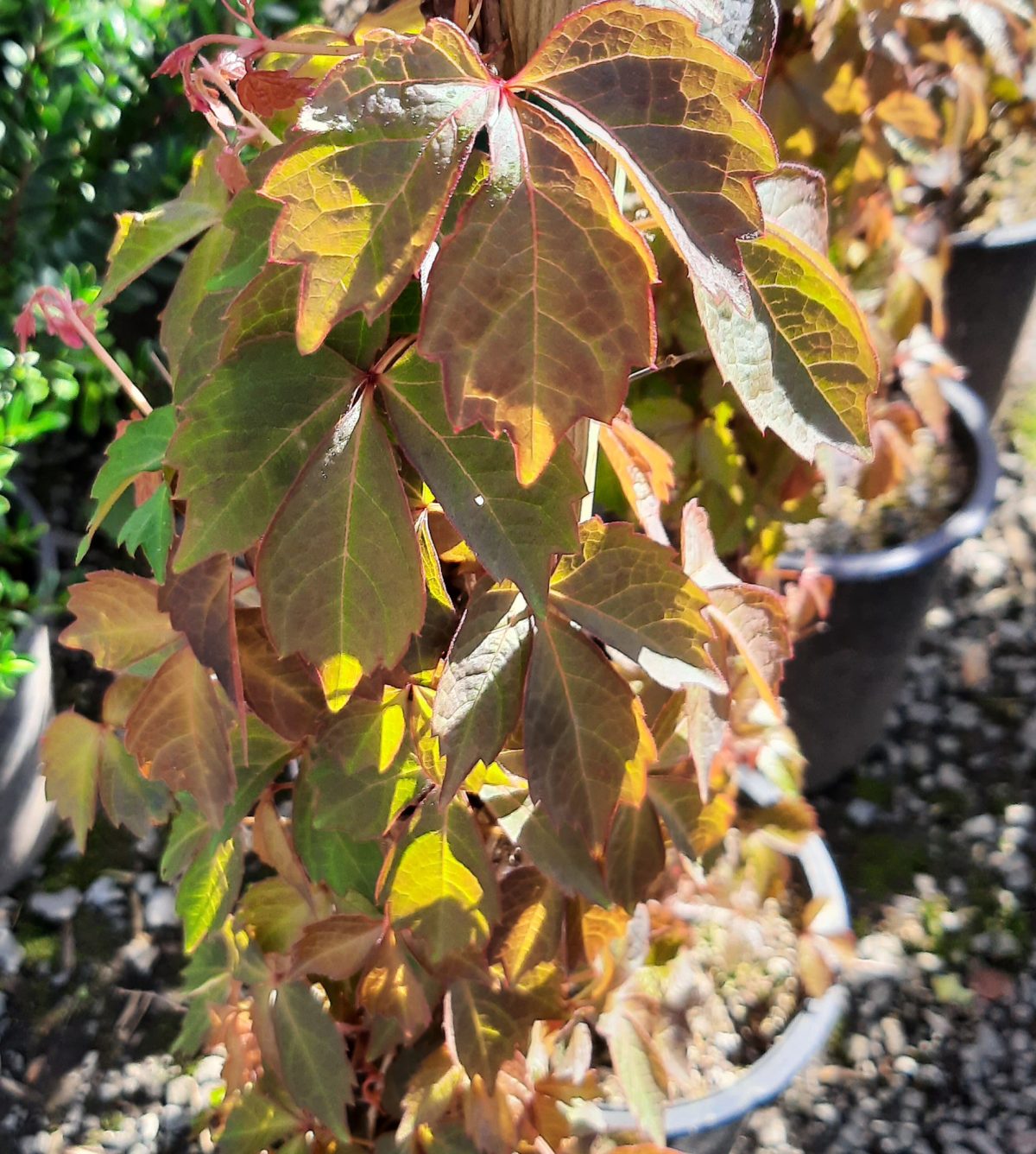 Parthenocissus tricuspidata a