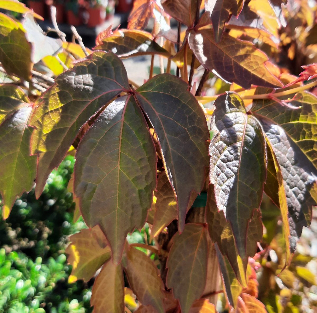 Parthenocissus tricuspidata b