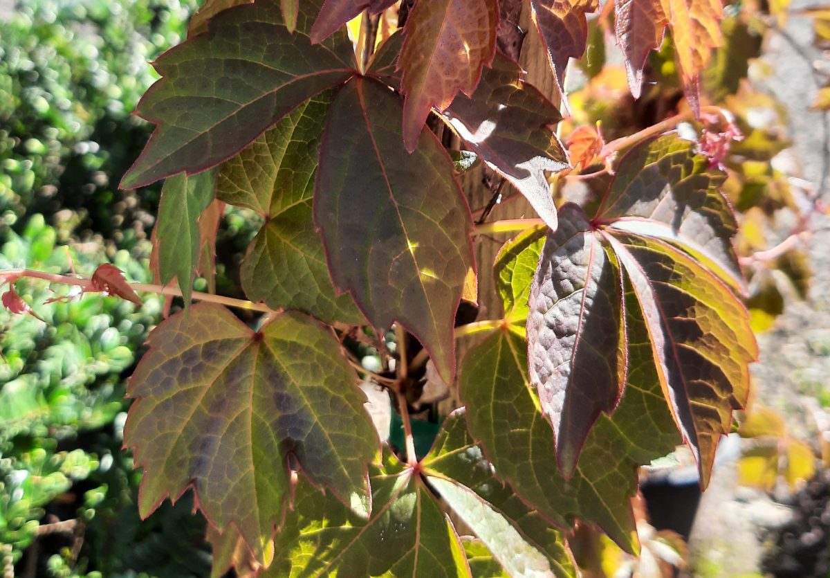 Parthenocissus tricuspidata c