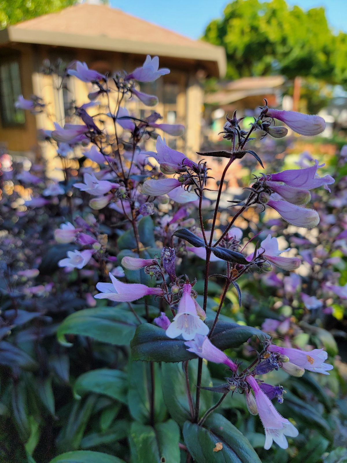 Penstemon digitalis Dark Towers a scaled