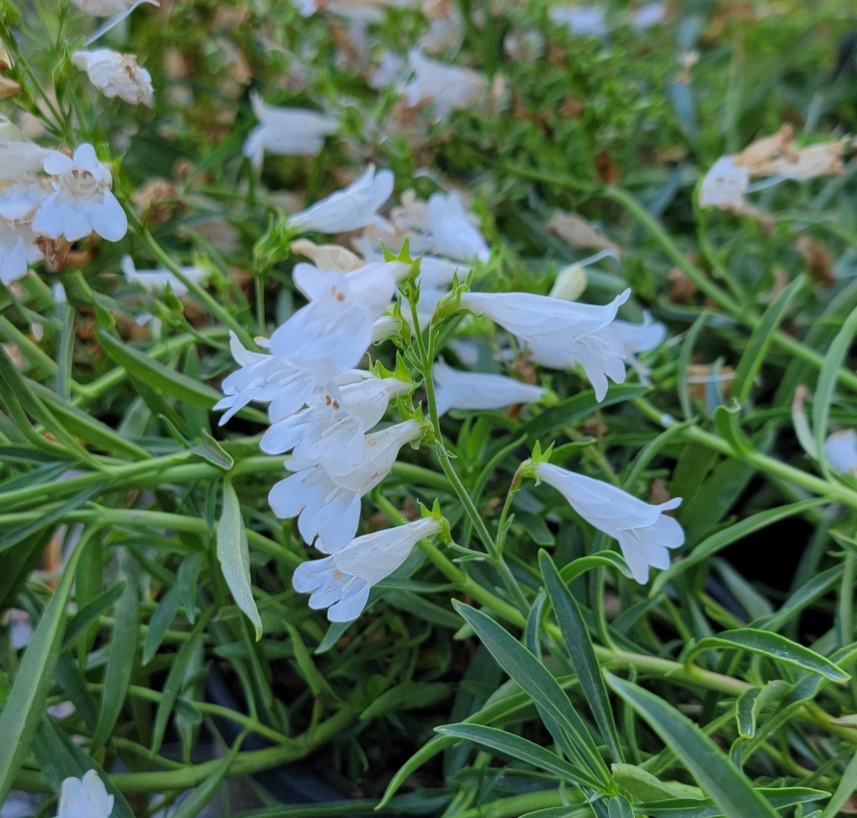 Penstemon glaber Arctic Fox a