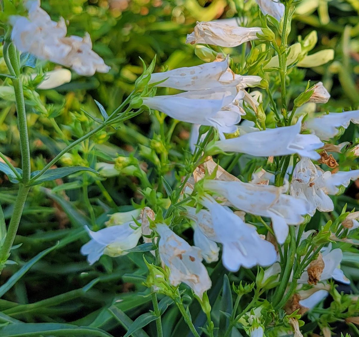 Penstemon glaber Arctic Fox b