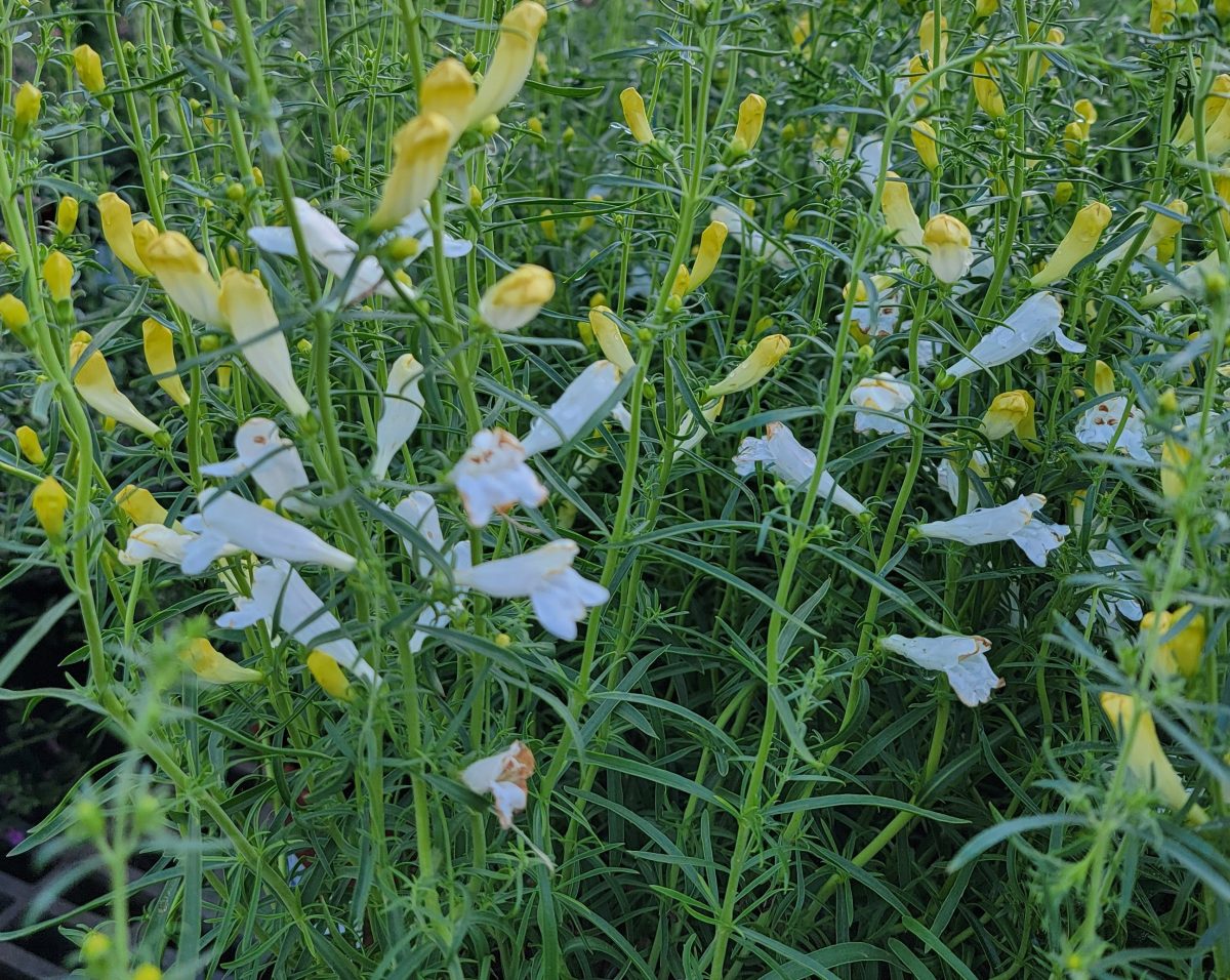 Penstemon heterophyllus GMR White a scaled