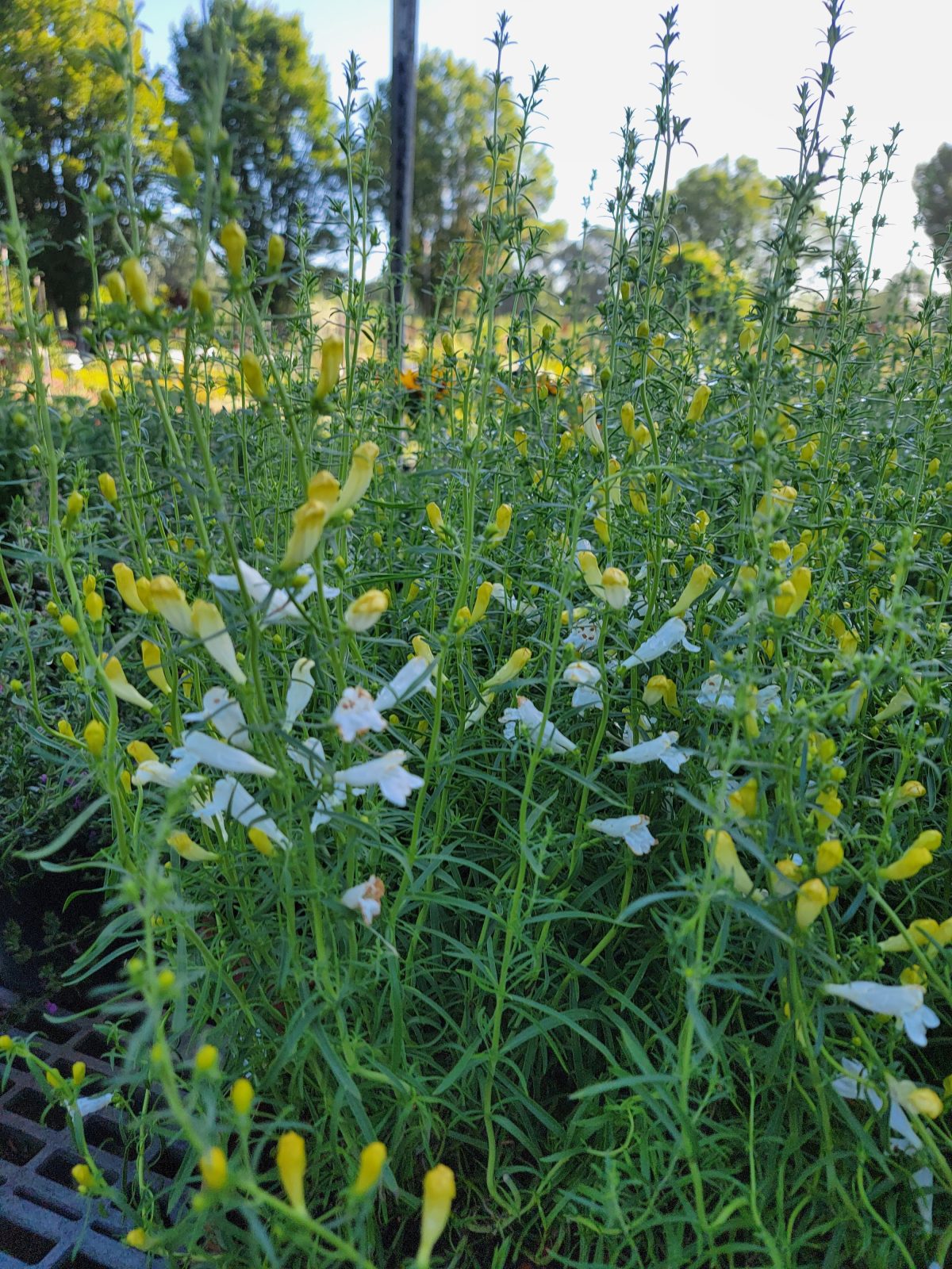 Penstemon heterophyllus GMR White b scaled