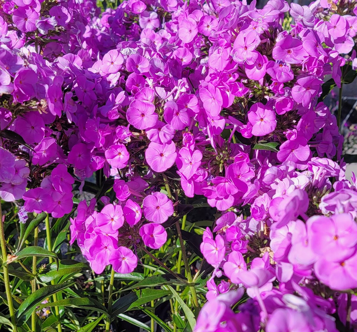 Phlox paniculata Fashionably Early Flamingo a