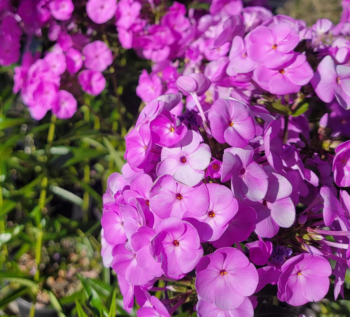 Phlox paniculata Fashionably Early Flamingo b