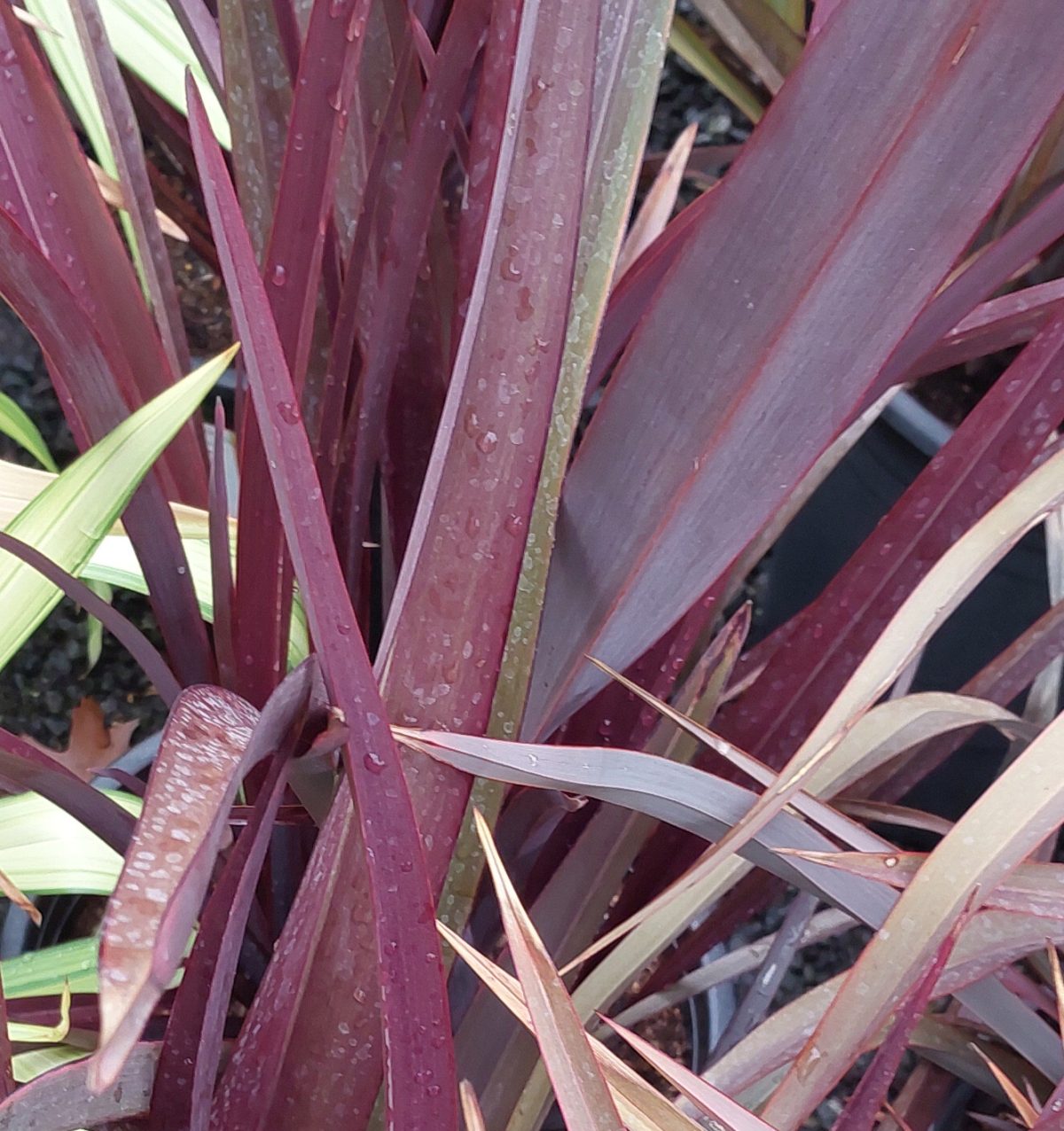 Phormium cookianum Ruby Tuesday a