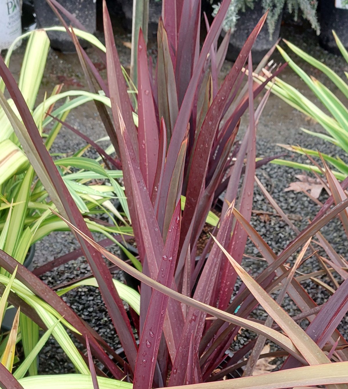 Phormium cookianum Ruby Tuesday b