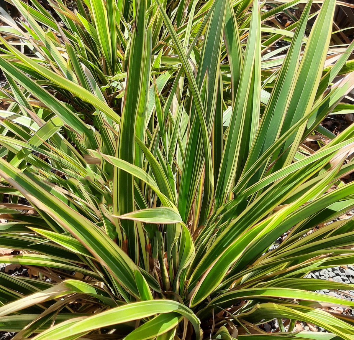 Phormium cookianum hookeri Tricolor a