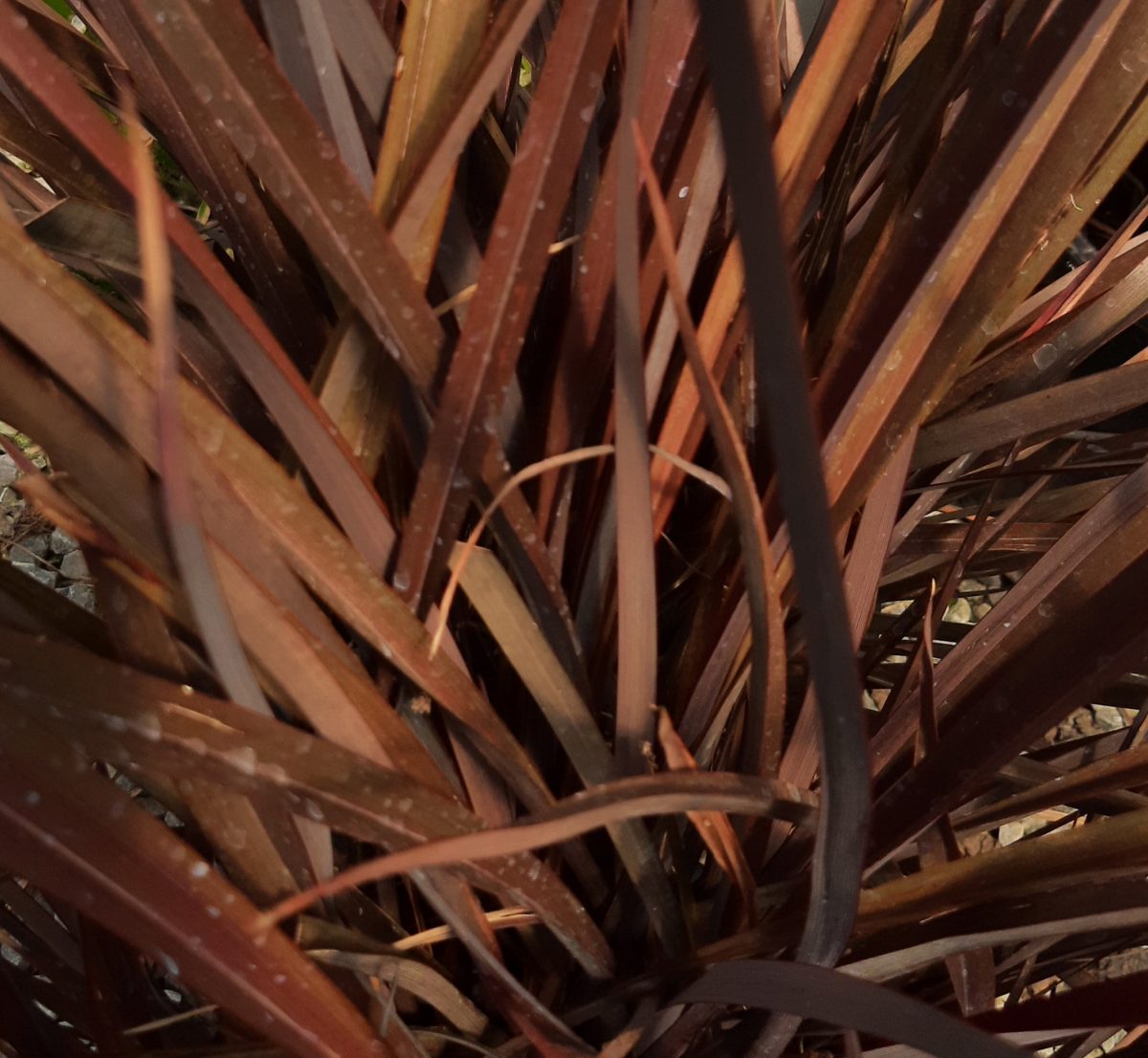 Phormium tenax Amazing Red a