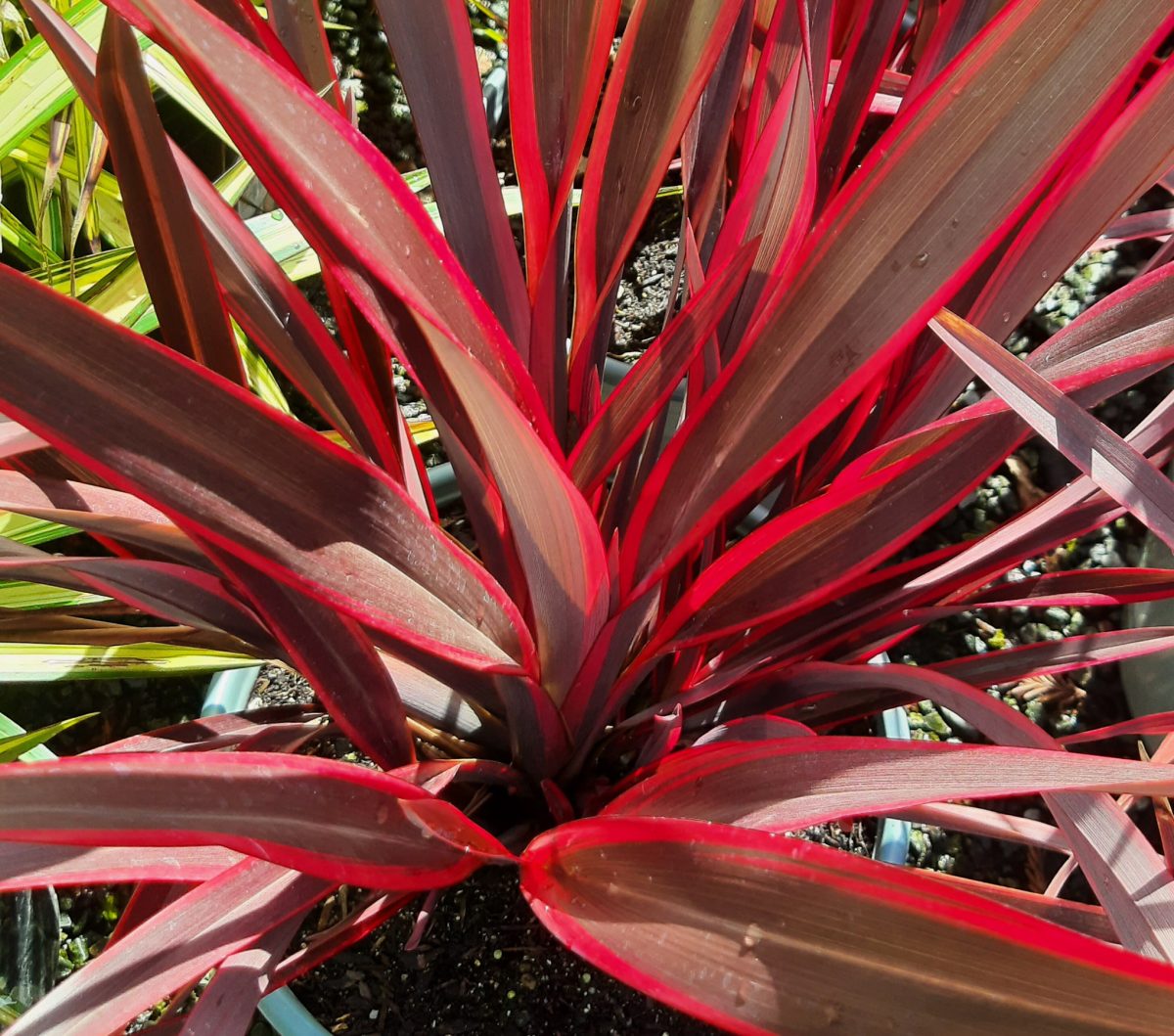 Phormium tenax Dougs Warrior a