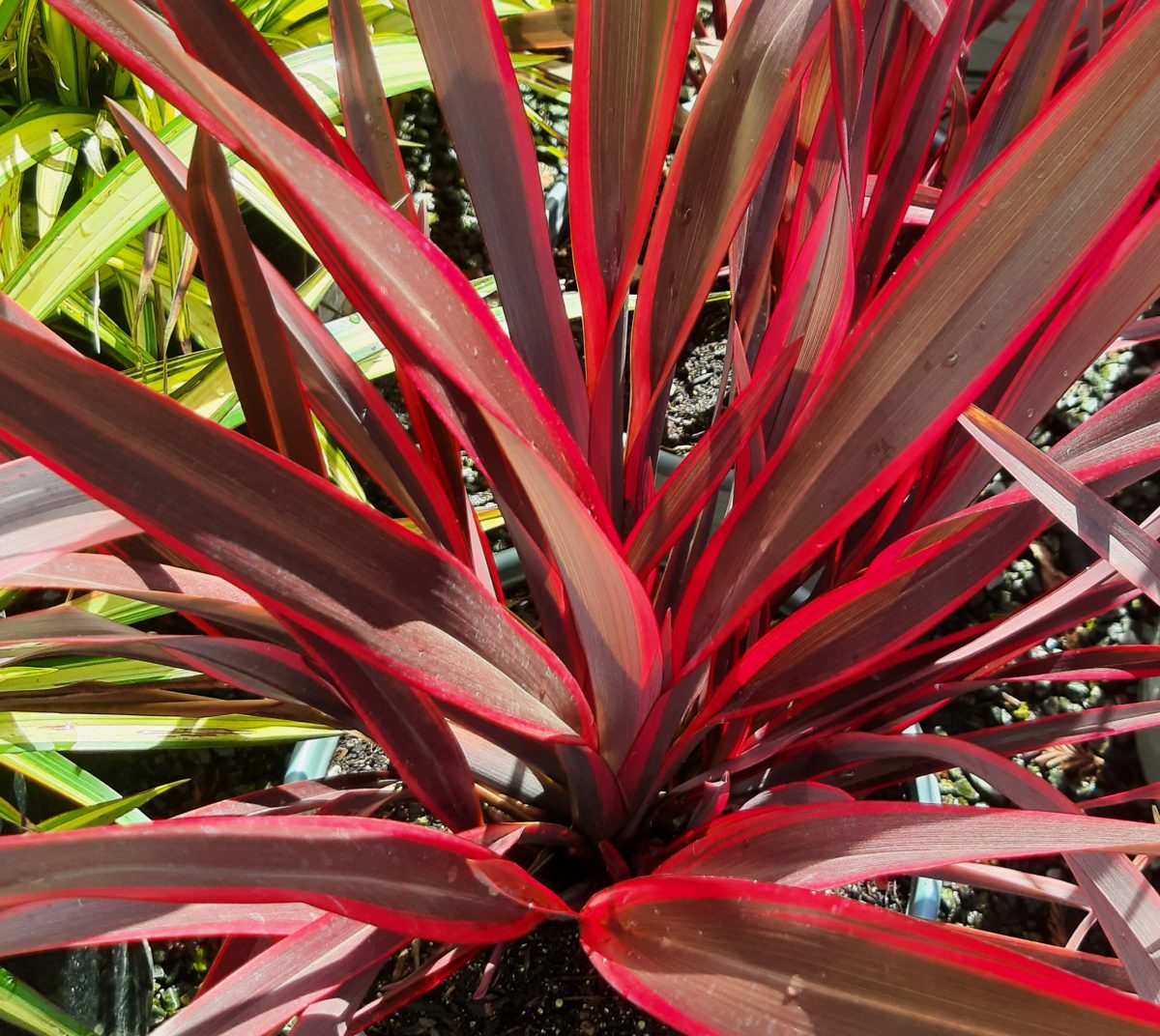 Phormium tenax Dougs Warrior b