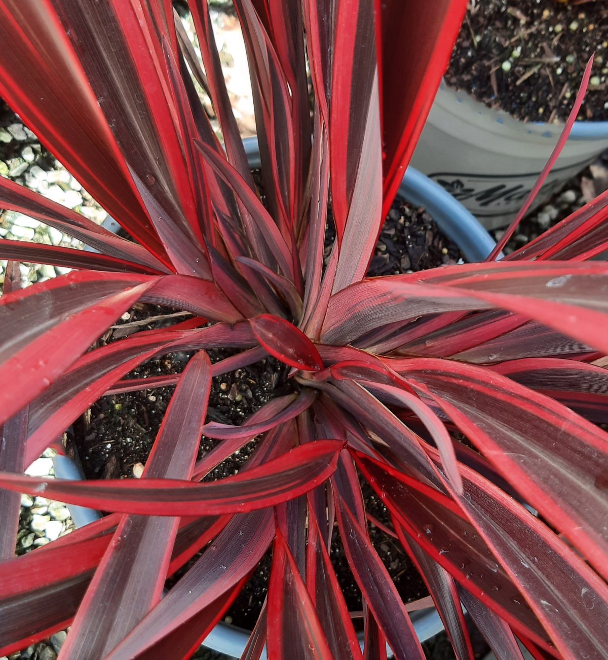 Phormium tenax Dougs Warrior c