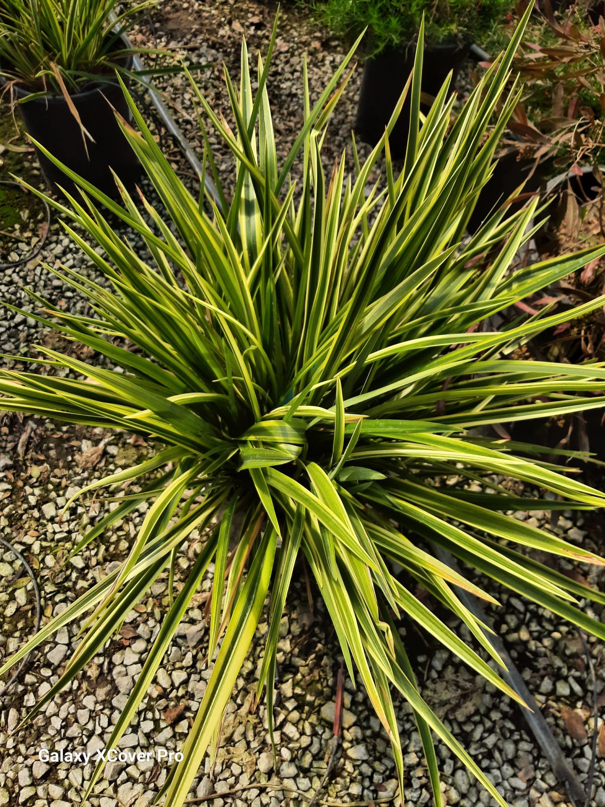 Phormium tenax Duet a scaled