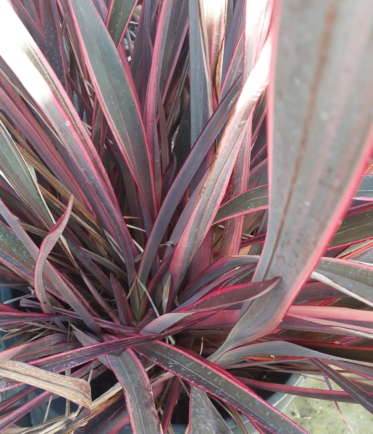 Phormium tenax Guardsman a