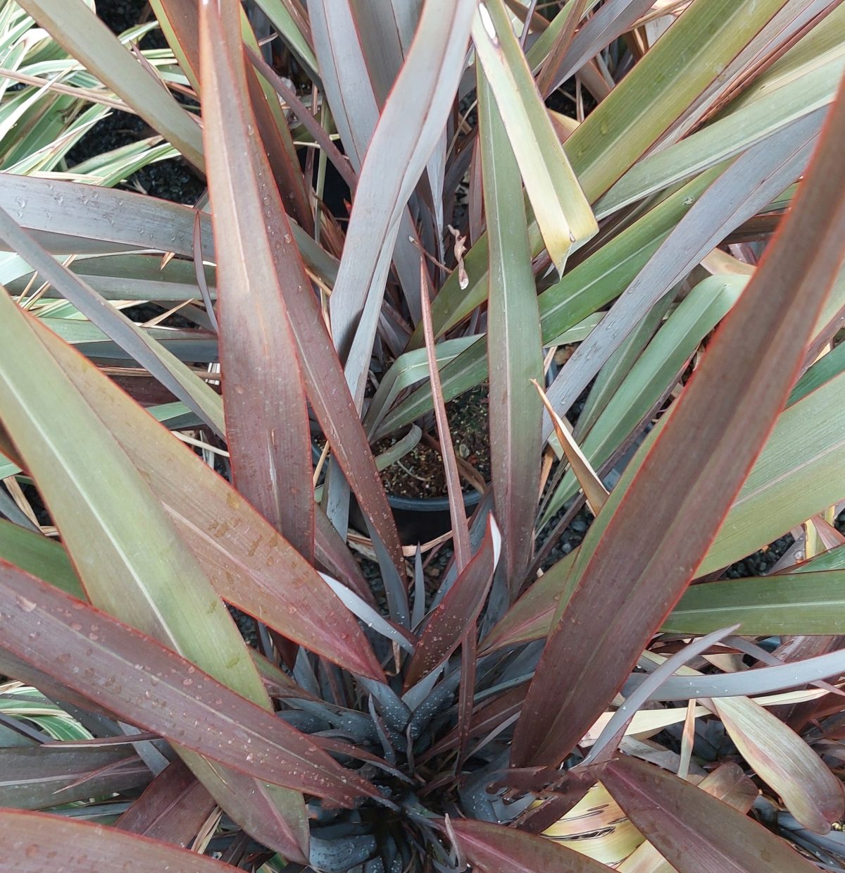 Phormium tenax Wildwood a scaled