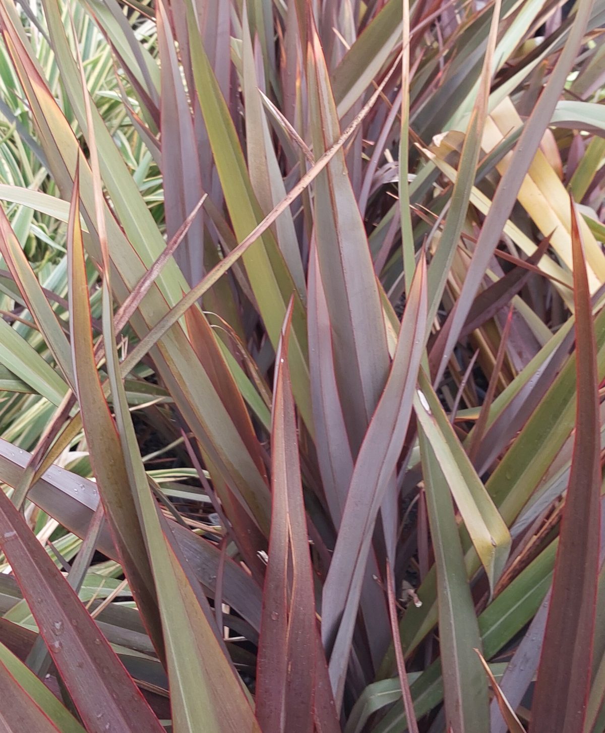 Phormium tenax Wildwood b