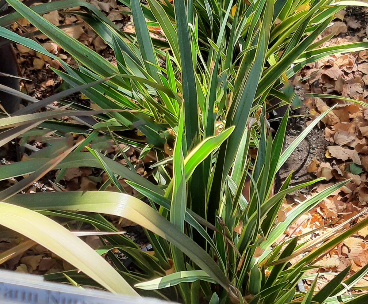 Phormium tenax Wings of Gold a