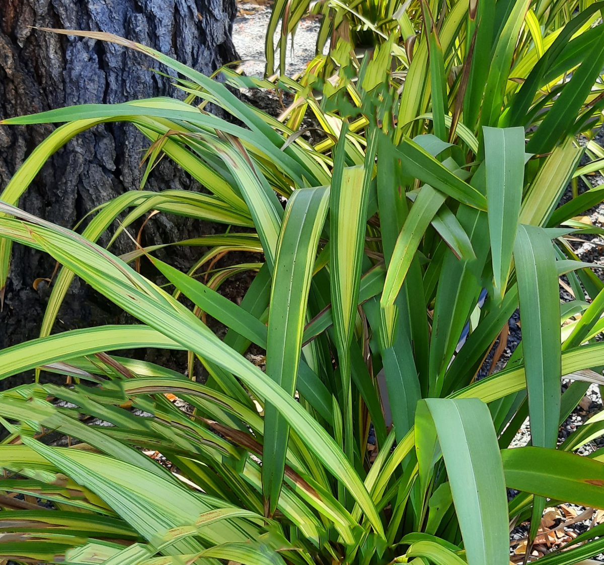 Phormium tenax Yellow Wave a