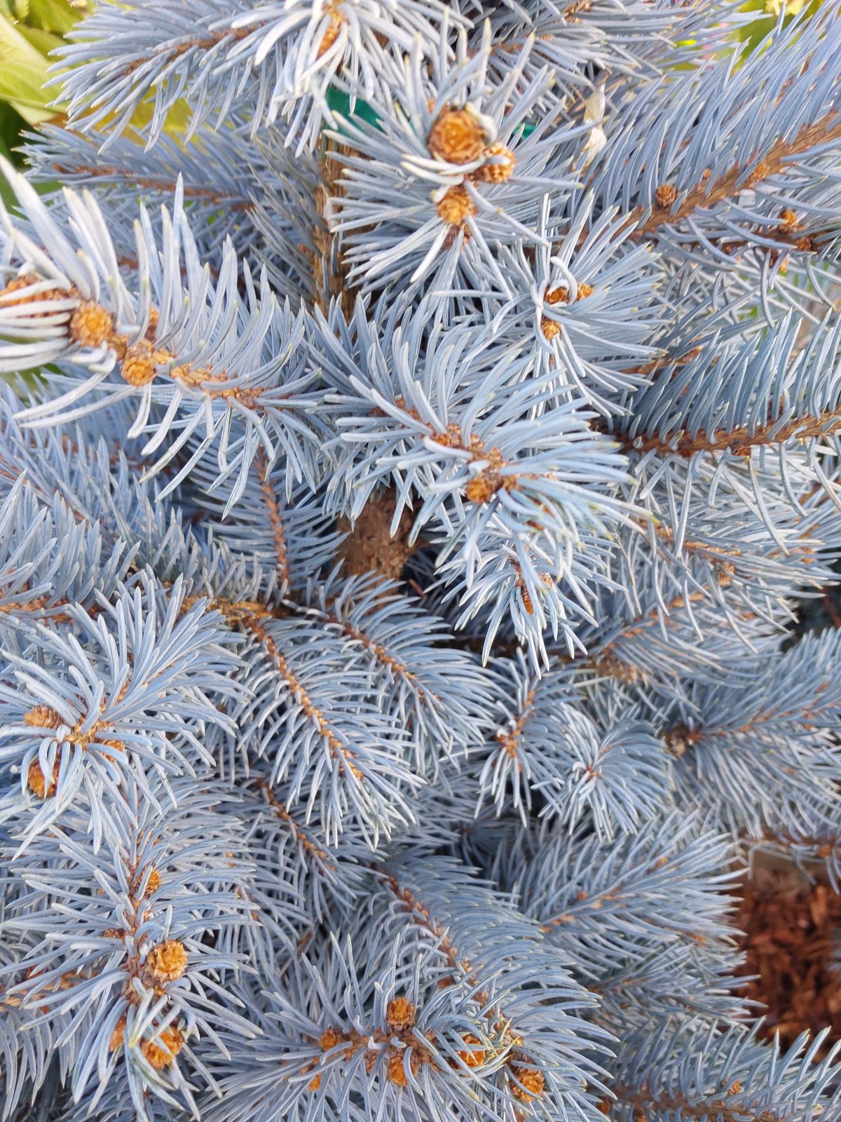 Picea pungens Baby Blue b scaled