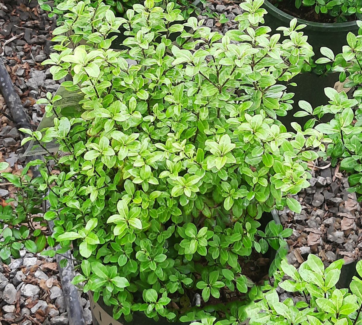 Pittosporum tenuifolium Golf Ball a