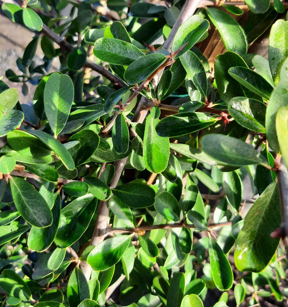 Pyracantha fortuneana Graberi BUSH a