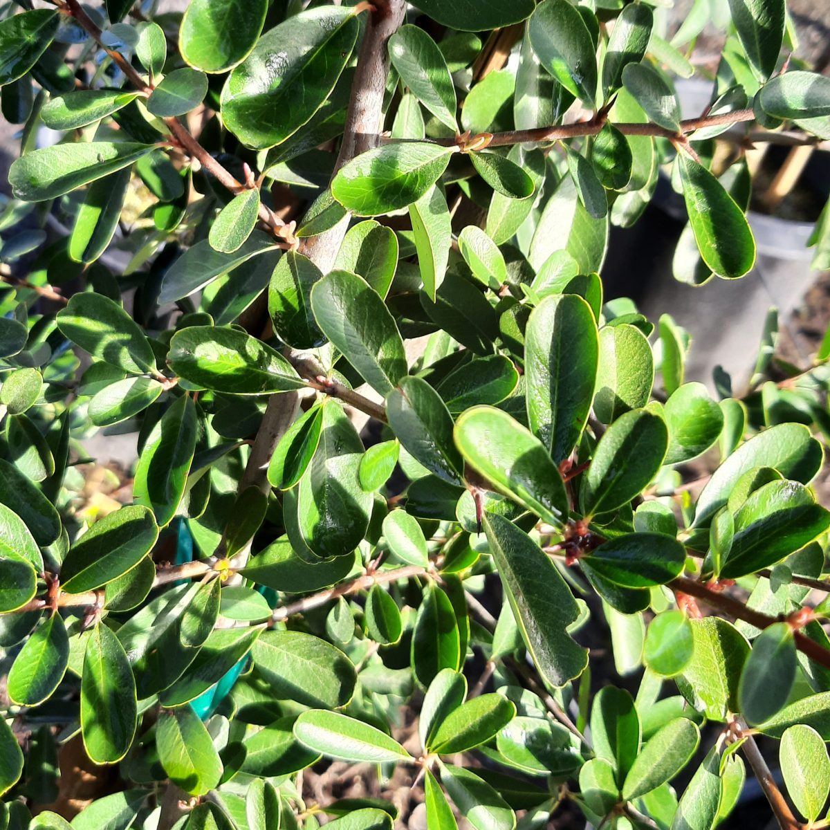 Pyracantha fortuneana Graberi STK a