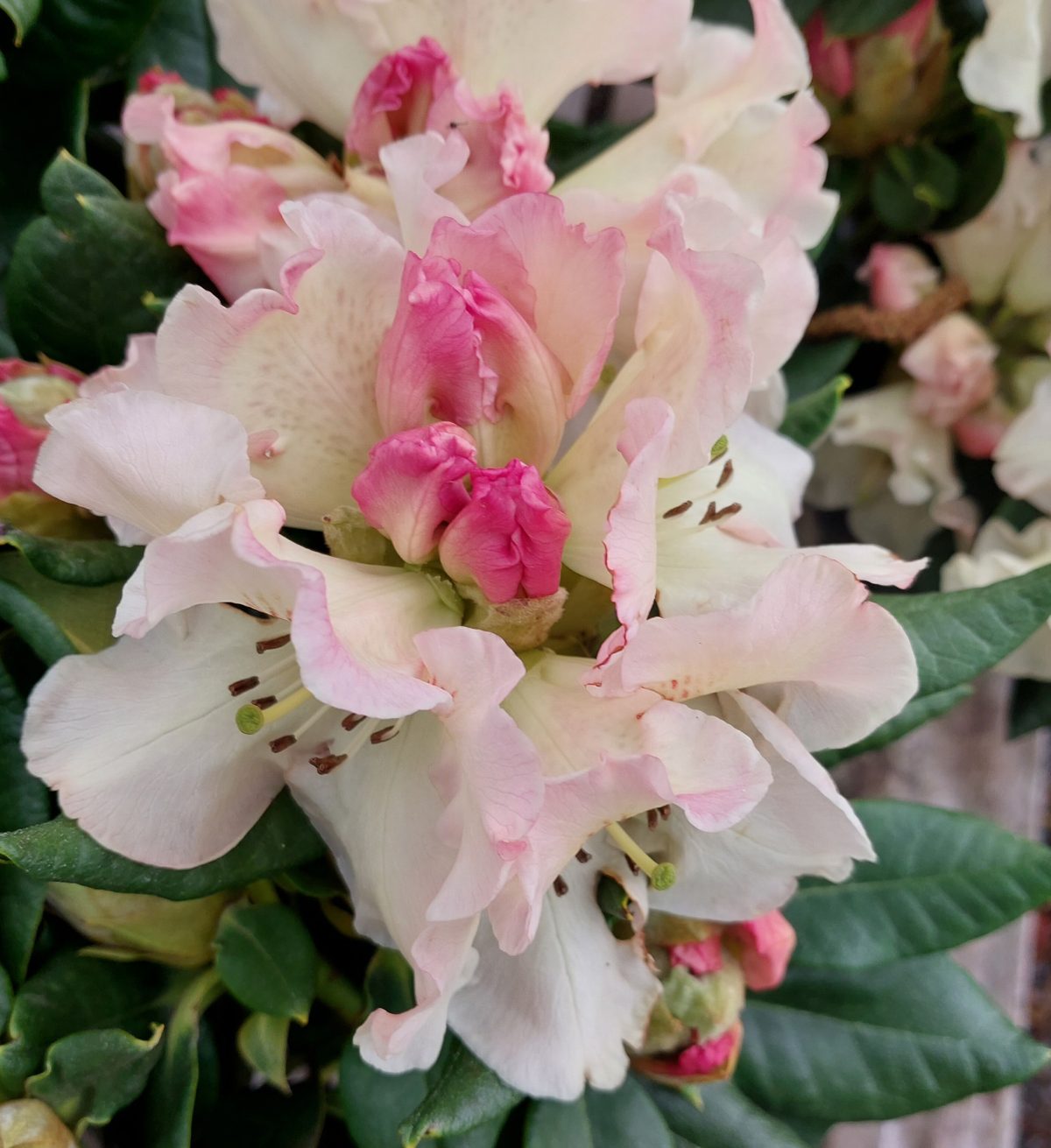 Rhododendron Mrs. Betty Robertson a scaled