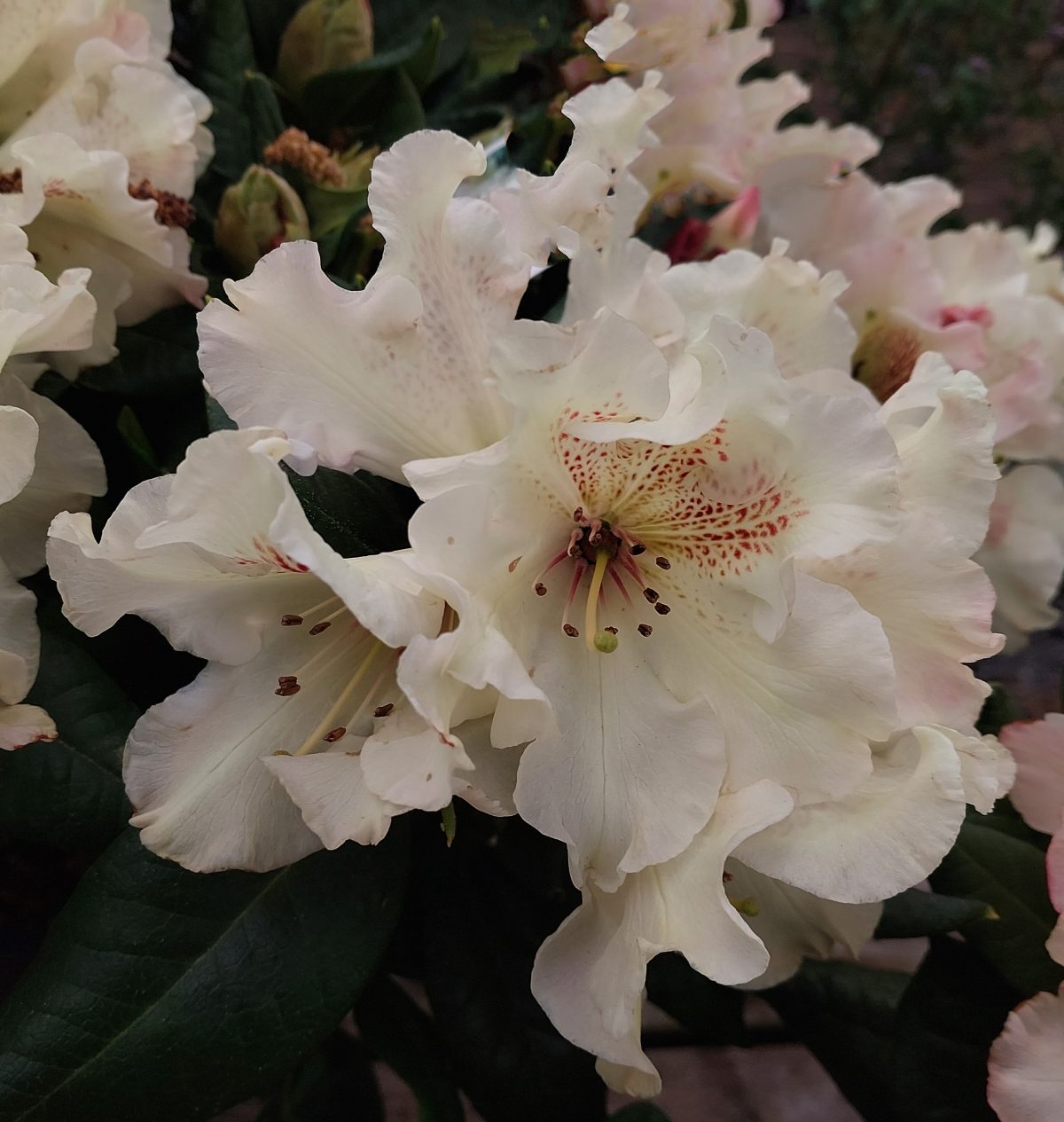 Rhododendron Mrs. Betty Robertson c scaled