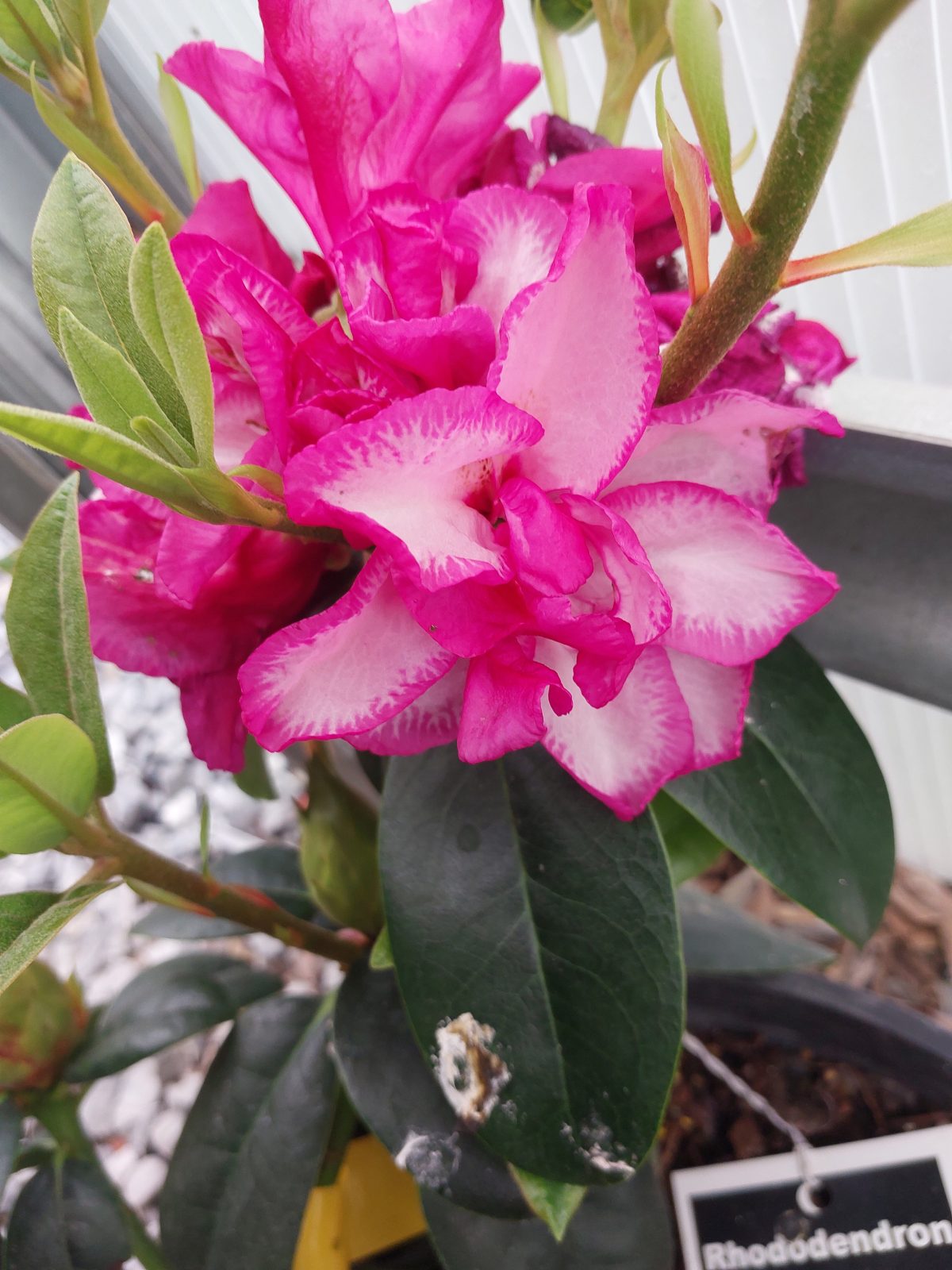 Rhododendron Pomegranate Splash a scaled