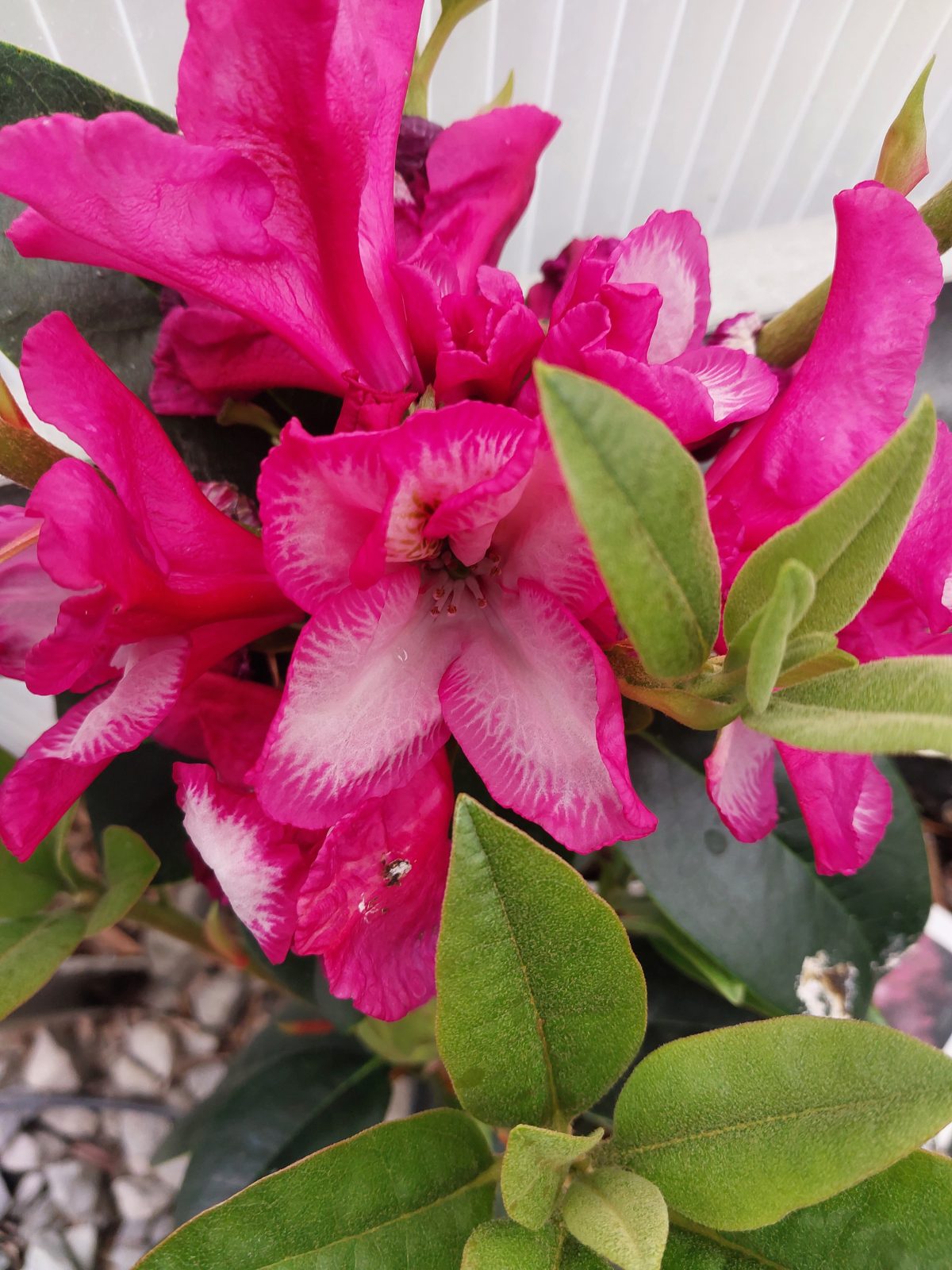 Rhododendron Pomegranate Splash b scaled