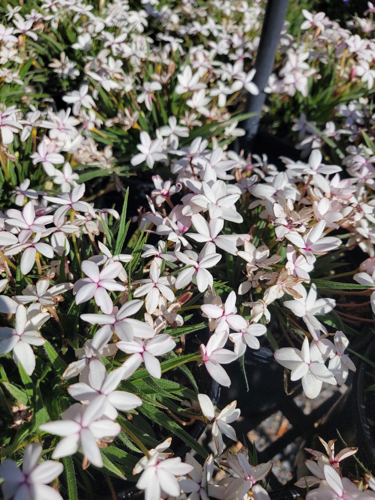 Rhodohypoxis baurii Picta a scaled