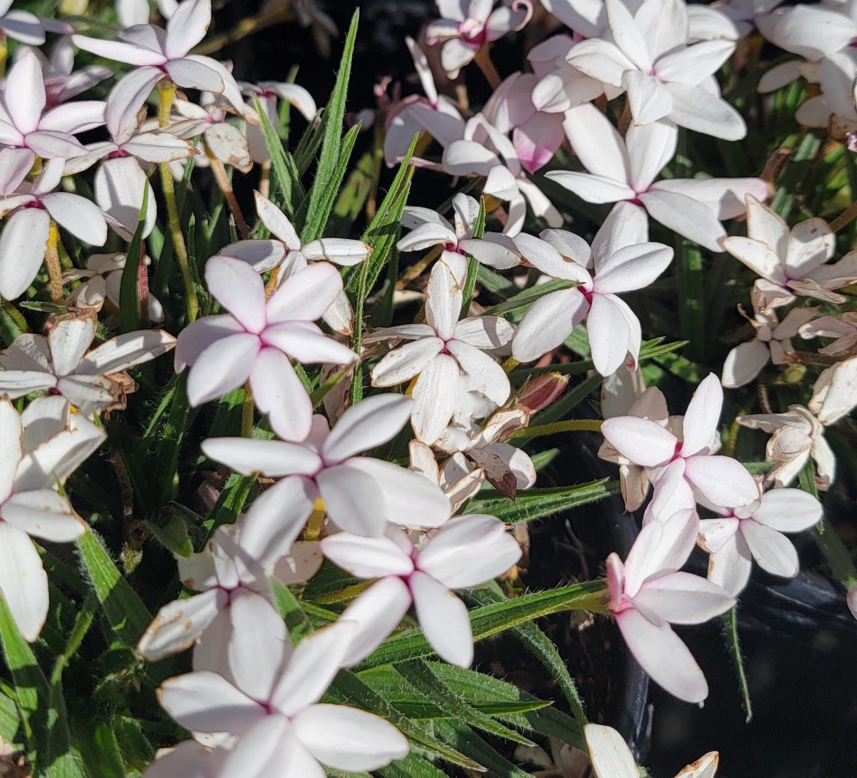 Rhodohypoxis baurii Picta b