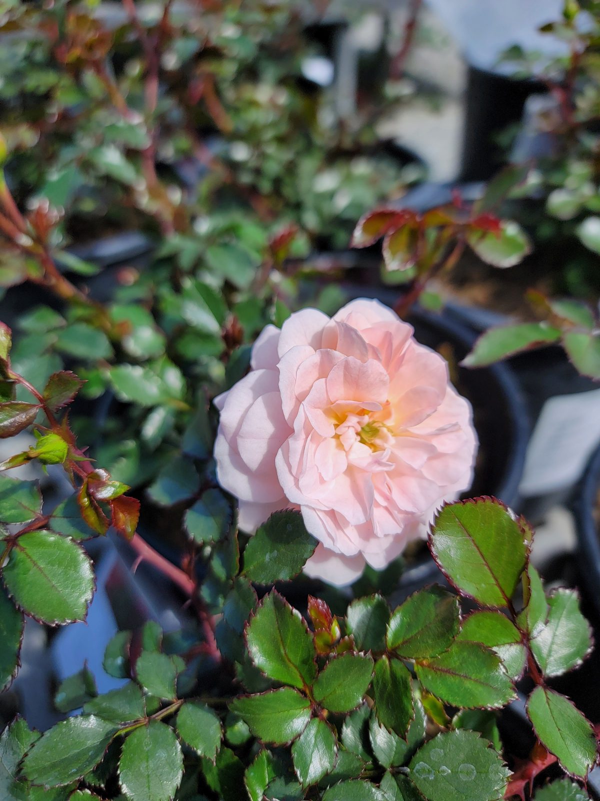 Rosa Drift Apricot a scaled