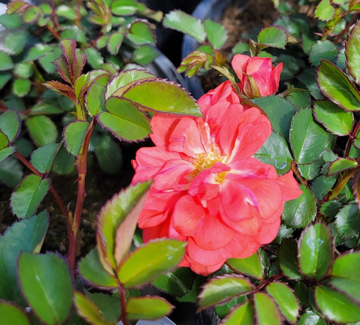 Rosa Drift Coral b